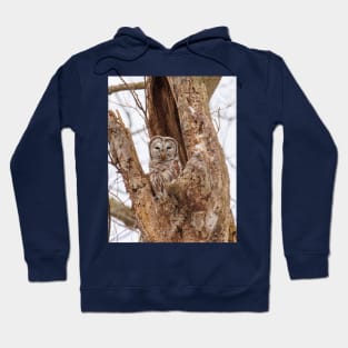 Barred Owl Hoodie